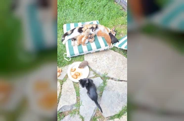 Kedi ve kirpilerin "süt kardeşliği" 