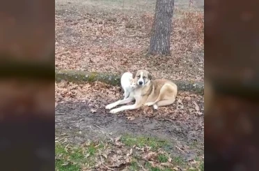 Kedi ve köpeğin dostluğu yüzleri güldürdü 