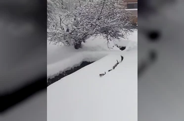 Kedilerin karda yürümeye çalıştığı anlar renkli görüntüler oluşturdu 