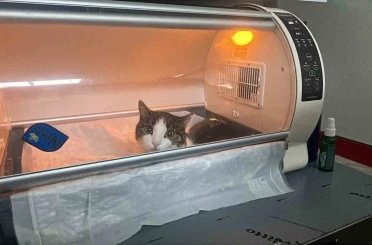 Kedinin karnından 400 gramlık kist çıktı, tedavisi yapılan kedi sahibine teslim edildi 