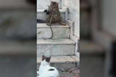 Kedinin yılanla oynadığı anlar cep telefonu kamerasında 