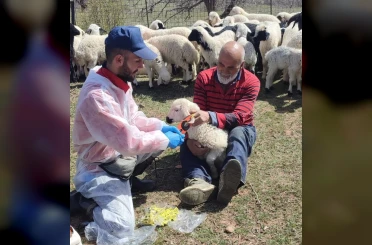Kemah’ta küçükbaş hayvanlar aşılanarak küpeleniyor 