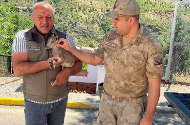 Kemaliye’de bitkin halde bulunan yavru dağ keçisi koruma altına alındı 