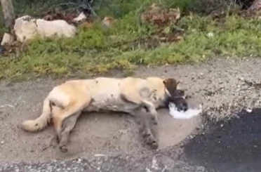 Kemerhisar’daki zehirlenme iddiaları üzerine valilik harekete geçti 