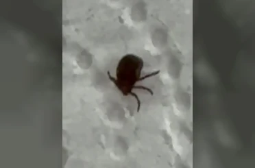Kenenin ısırdığı vatandaş kontrol amacıyla hastaneye başvurdu 