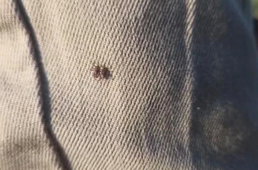 Keneye karşı uyarırken bile üzerinde kene gezdi 