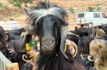 Kepez’in kurban pazarları hizmette 