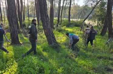 Kesilen basralı dallar arıcılar için ormana bırakıldı 