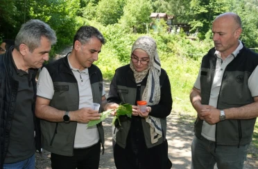 Kestane ormanlarını korumak için 5 bin samuray arısı doğaya salındı 