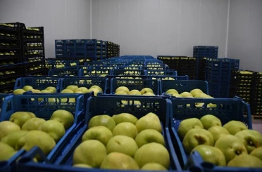 Kestel'e 400 milyon liralık dev meyve tesisi kuruluyor