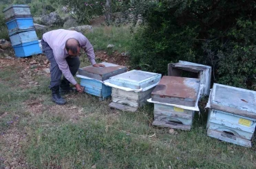 Keven ve kekik balı için yayla yolculuğu başladı 