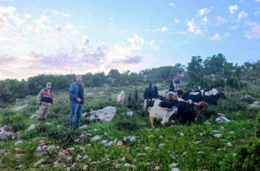 Kilis’te kaybolan 90 küçükbaş hayvan bulundu 