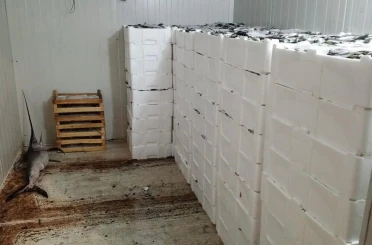 Kilolarca balığa el konuldu 