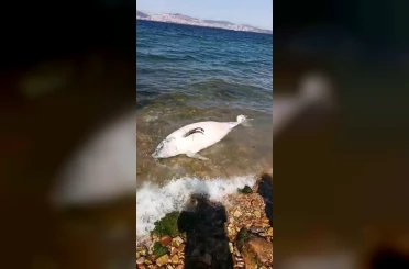 Kınalıada sahilinde üzücü manzara: Sahile ölü yunus balığı vurdu 