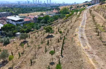 Kıraç topraklarda yeşil dönüşüm
