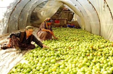 Kırağı vurdu, gök domates seraya taşındı 