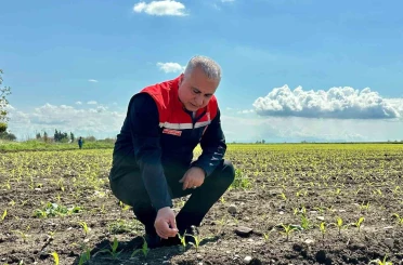 Kırıkhan’da mısır ekili alanlar incelendi 