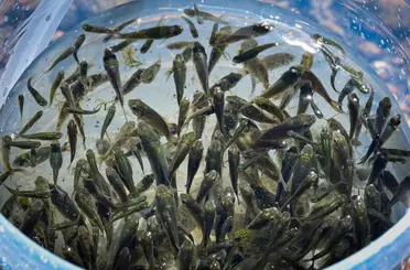 Kırklareli Barajı’na 450 bin yavru sazan bırakıldı
