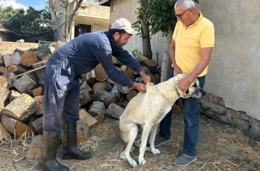 Kırklareli’nde kedi ve köpeklere çip takılıyor 