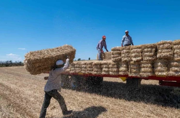 Kırklareli’nde saman balyası mesaisi: Günde 500 balya taşıyorlar 