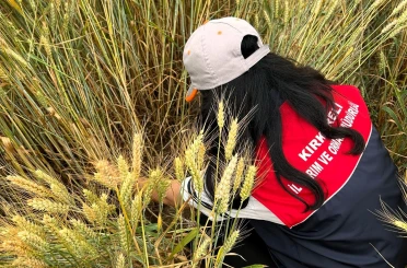 Kırklareli’nde süneye karşı sahada yoğun mesai: Hububat alanlarında nimf sürveyleri sürüyor 