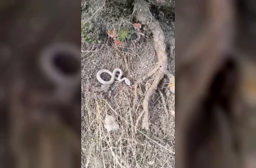Kış uykusuna yatmayan yılan kameralara yansıdı 