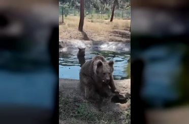 Kış uykusundan önce son banyo 