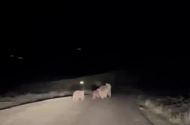 Kış uykusundan uyanan ayı ve yavruları yemek ararken görüntülendi 