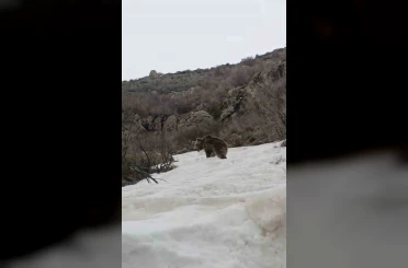 Kış uykusundan uyanan ayı yerleşim yerine indi 