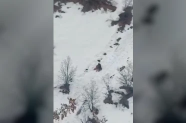 Kış uykusundan uyanan ayıların kar keyfi 