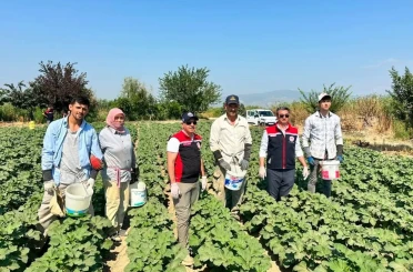 Koçarlı, Aydın’ın bamya üretimindeki liderliğini sürdürüyor 