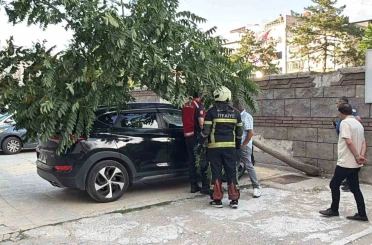 Kökü duvarın altında olan ağaç aracın üzerine devrildi 