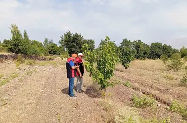Konakbaşı köyündeki dut bahçesinde hastalık ve zararlı kontrolleri yapıldı
