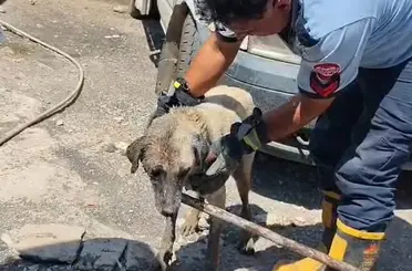Konteynerin altında sıkışan anne köpek ve yavruları itfaiye ekiplerince kurtarıldı
