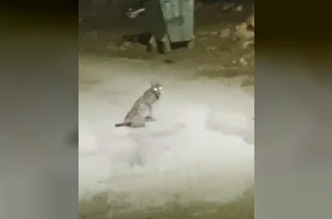 Konya’da vaşak görüntülendi