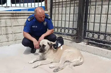 Köpeği annesi sanan kedi
