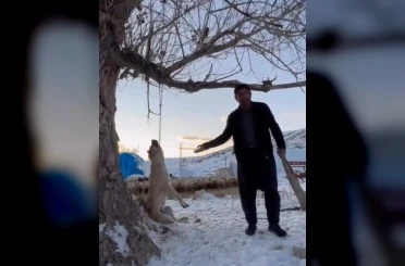 Köpeği zincirle ağaca asarak öldüren şahıs gözaltına alındı 
