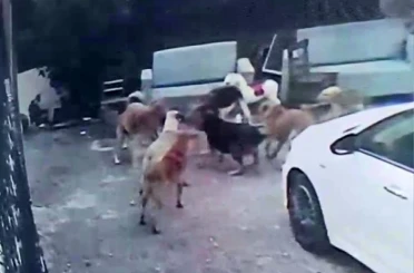 Köpek sürüsü kediyi parçaladı, korkudan çocuğunu okuldan aldı 