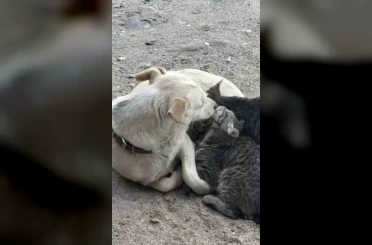 Köpek yavru kedilere annelik yapıyor 