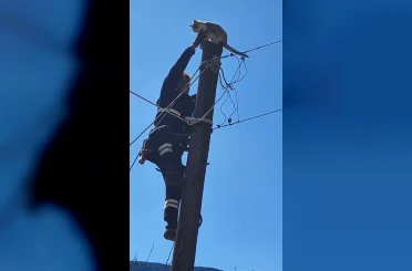 Köpeklerden korkup elektrik direğine çıkan kedi kurtarıldı 