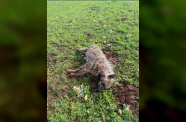 Köpeklerin saldırdığı sırtlan telef oldu 