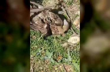 Korku dolu anlar: Yılanın boğazladığı kartalı kurtardı 