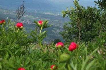 Koruma altındaki çiçekler doğaseverleri cezbediyor 