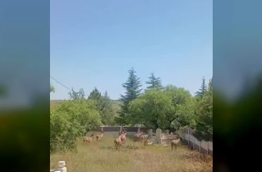 Koruma altındaki dağ keçileri Harput mezarlıklarında görüntülendi 