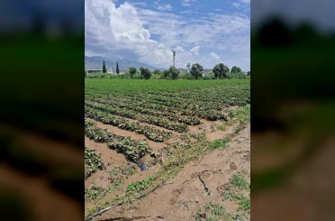 Köşk’te sel sonrası arazilerde hasar tespiti başlatıldı 