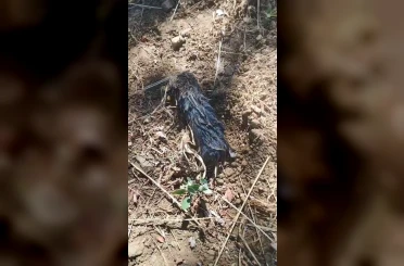 Köstebek sandı, gerçek çok başka çıktı 