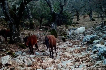 Kovada Gölü Milli Parkı’nda yaban hayatı fotokapana yansıdı 