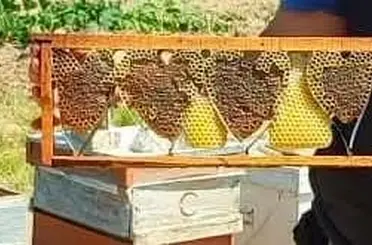 Kovan denetiminde bulunan kalp şeklindeki petek görenleri şaşırttı
