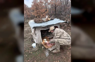 Köy yoluna bırakılan yavru köpeklere jandarmandan şefkat eli 