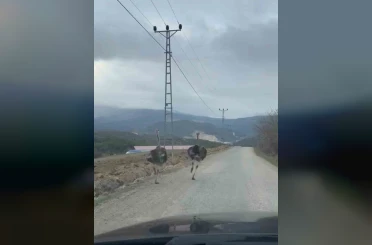 Köy yolunda koşan deve kuşları kameraya yansıdı 